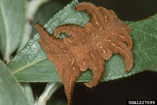 <i>Phobetron pithecium</i> Species of moth