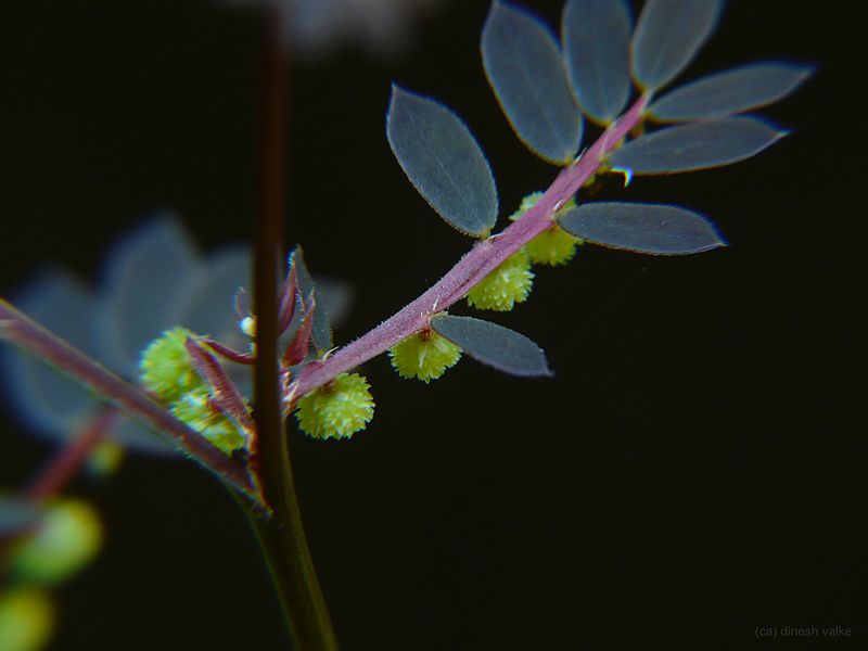 File:Phyllanthus urinaria (2951963248).jpg