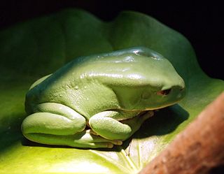 <i>Phyllomedusa boliviana</i> Species of frog