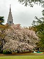 Picnic under the Cherry Blossoms (40791959775).jpg