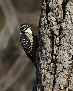 ♀ Dryobates nuttallii