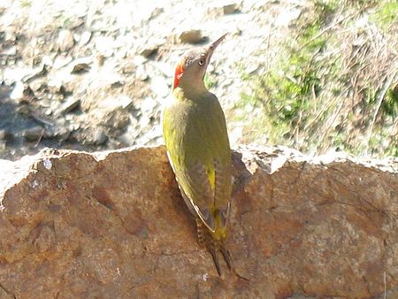 Picus vaillantii