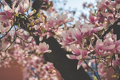 File:Pink-blossom-locarno (Unsplash).jpg