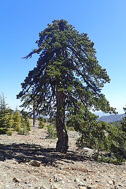 Msonobari mweusi (Pinus nigra)