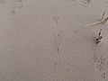 Piping plover tracks (11672554036).jpg