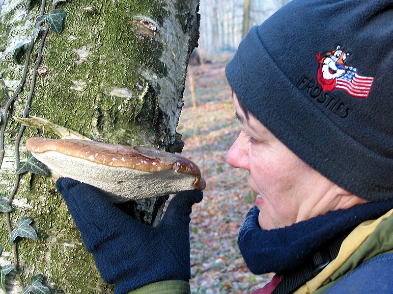 File:Piptoporus betulinus JPG1.jpg