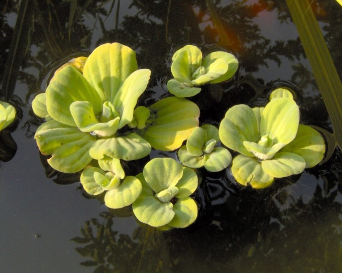 Pistia