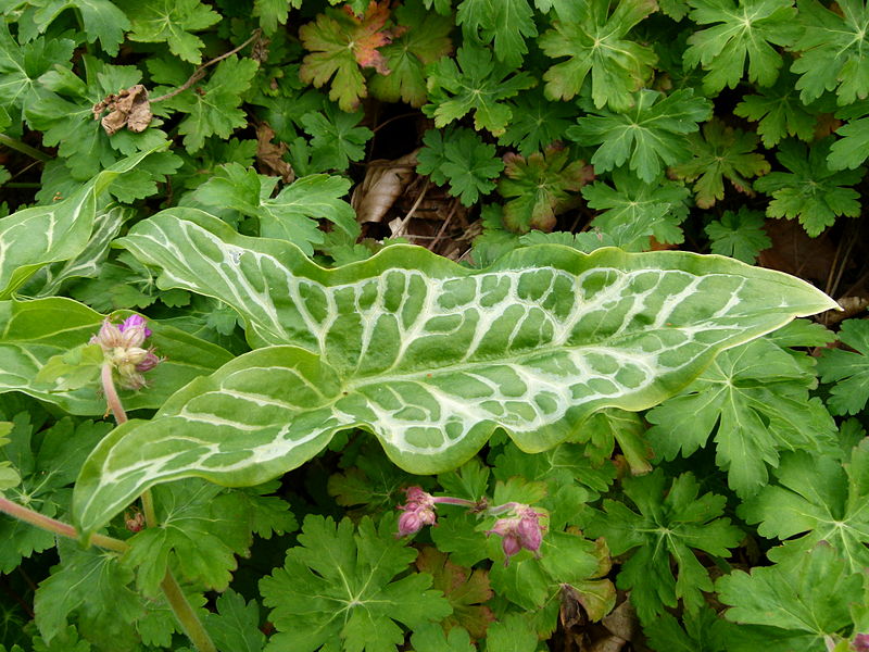 File:Plant in Normandy.JPG