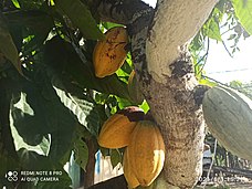 Plantação de Cacau na zona rural de Santa Luzia (Bahia), um dos principais produtos da da cidade de Santa Luzia ( Bahia), em 2021.