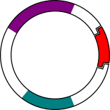 File:Plasmid with insert.svg