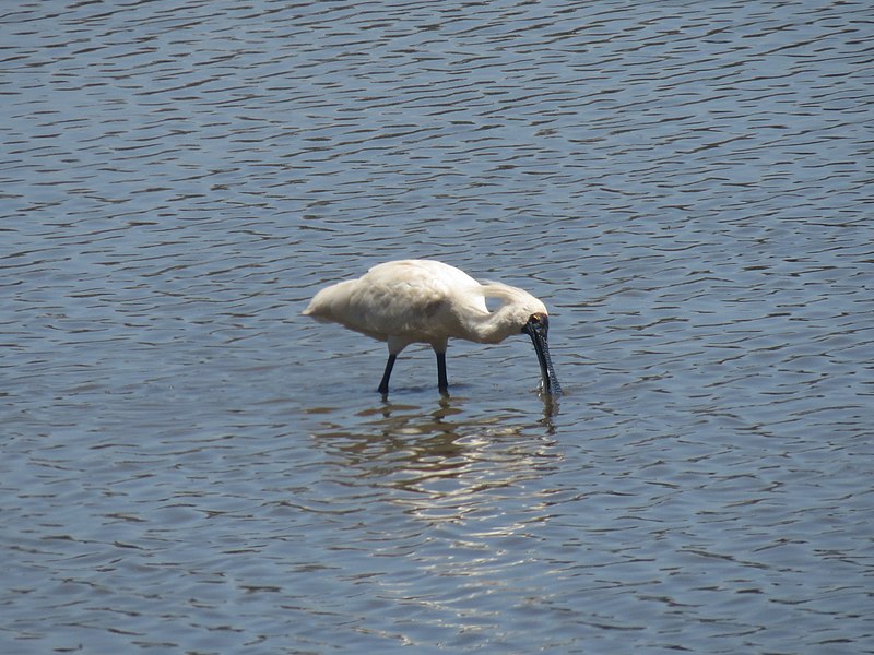 File:Platalea regia (12175143665).jpg