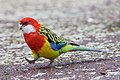 Eastern Rosella (Platycercus eximius diemenensis), The Queen's Domain, Hobart, Tasmania, Australia