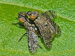 Platystomatidae - Platystoma seminationis (mating).JPG