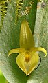 Pleurothallis phyllocardioides flower Peru - Machu Picchu