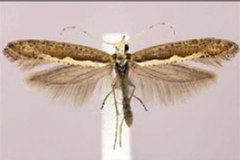 Diamondback moth Plutella xylostella2.jpg