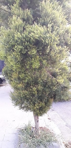 File:Podocarpus sellowii.jpg