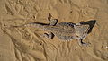 * Nomination Bearded Dragon Pogona vitticeps --George Chernilevsky 18:24, 31 August 2009 (UTC) * Promotion good --Mbdortmund 21:10, 31 August 2009 (UTC)