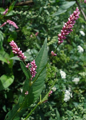 Polygonum