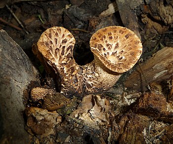 Dryad's saddle, immature bracket fungi