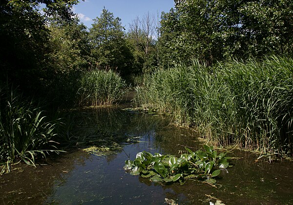 Image: Pond in Camley Street Natural Park