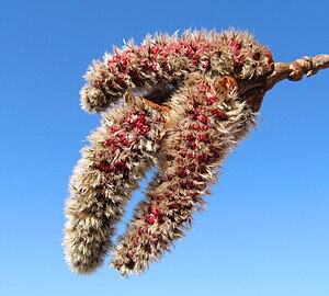 Populus Tremula