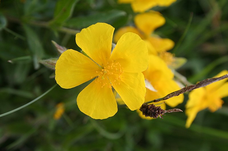 File:Potentilla reptans - img 13506.jpg