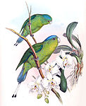 Illustration av John Gould