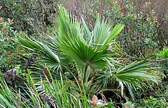 Description de l'image Pritchardia glabrata (4797555055).jpg.