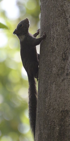 북술라웨시 탕코코 바투앙구스 자연보호구역의 셀레베스다람쥐
