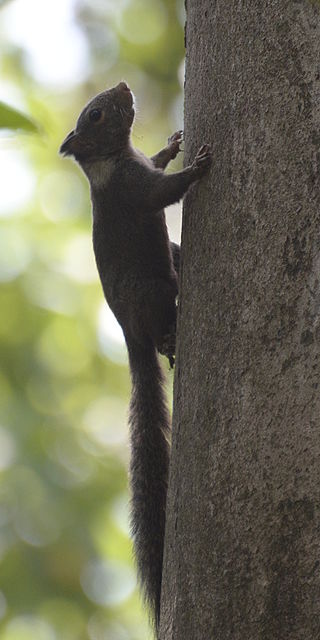 <span class="mw-page-title-main">Whitish dwarf squirrel</span> Species of rodent