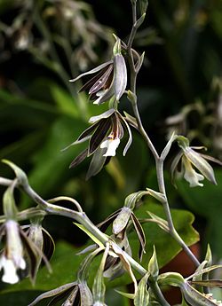 Prosthechea campylostalix Orchi 043. jpg