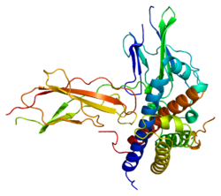 Protein GHR PDB 1a22.png