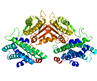 <span class="mw-page-title-main">PDK4</span> Protein-coding gene in the species Homo sapiens