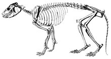 Reconstructed skeleton ProtypotheriumSinclair 1.jpg