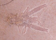 Lobster-like fossil seen from above