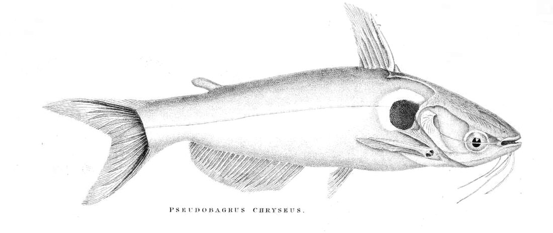 Pseudobagrus