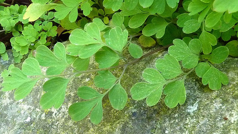 File:Pseudofumaria lutea leaf (01).jpg