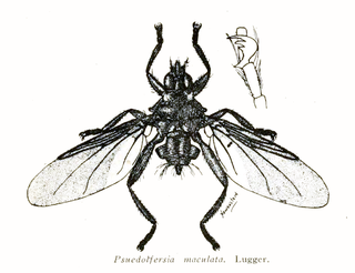 Olfersia (fly)