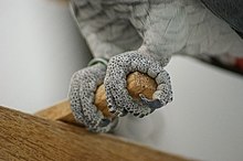 Grey parrot grips the perch with zygodactyl feet. Psittacus erithacus erithacus -feet on perch-8a.jpg