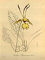 Psychopsis krameriana (as syn. ''Oncidium kramerianum'') - Xenia vol 1 pl 33 (1858).jpg