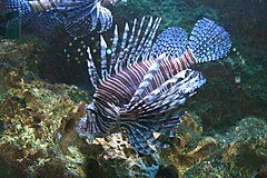 Крылатка 2. Крылатка Pterois volitans. Крылатка-Зебра чернополосая. Крылатка-Зебра чернополосая дьявол. Рыбка крылатка-Зебра чернополосая.