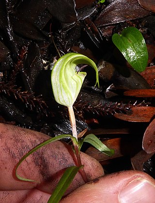 <i>Pterostylis brumalis</i> Species of orchid