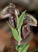 Pterostylis concava