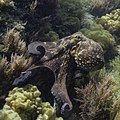Pulpo común (Octopus vulgaris), Parque natural de la Arrábida, Portugal, 2020-07-21, DD 35.jpg