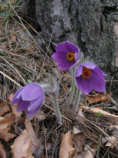 File:Pulsatilla subslavica.jpg