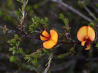 <i>Pultenaea prostrata</i> Species of plant