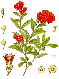 Punica granatum - Köhler–s Medizinal-Pflanzen-115.jpg
