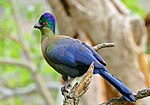 Thumbnail for Purple-crested turaco