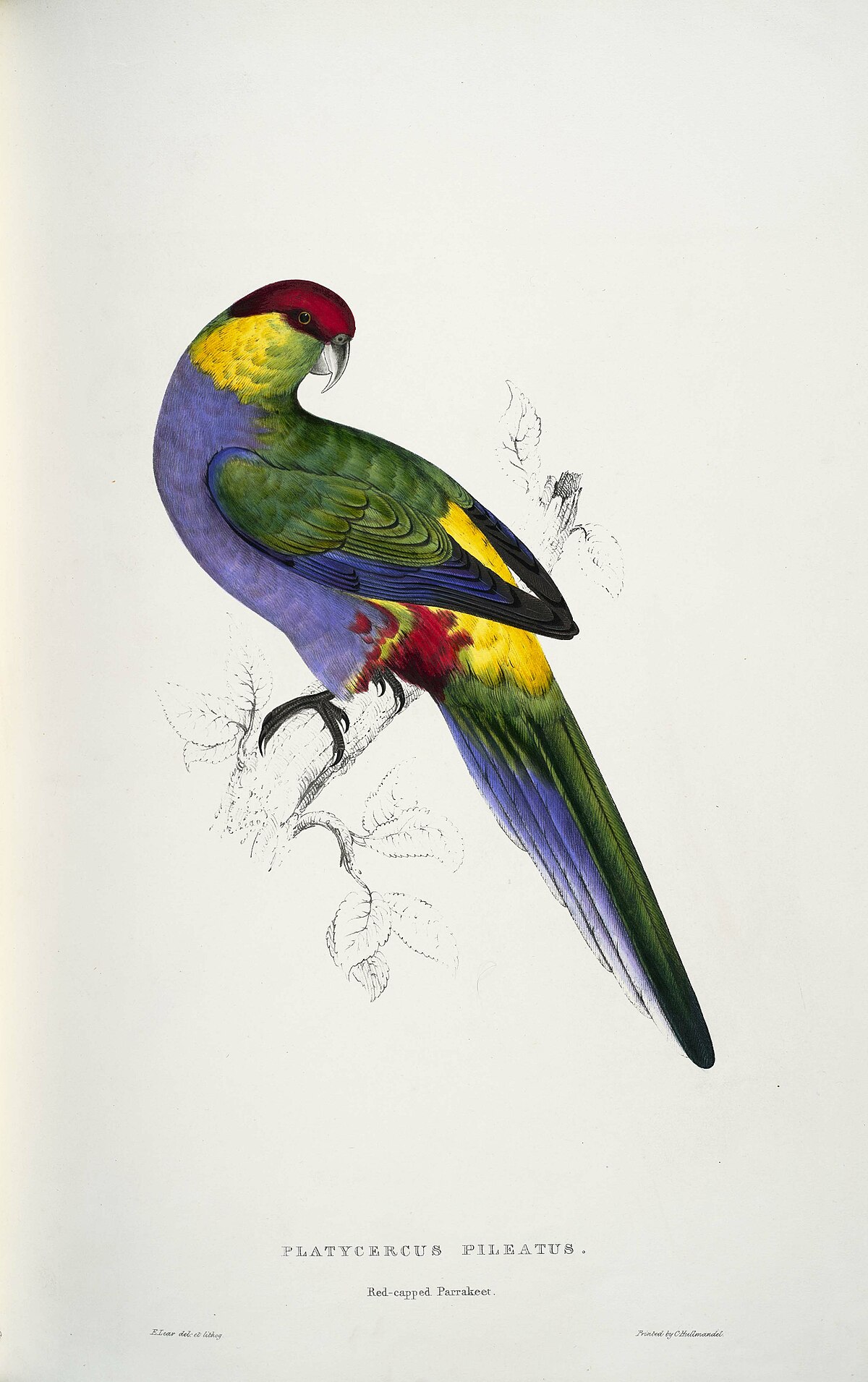 Illustration Parrot