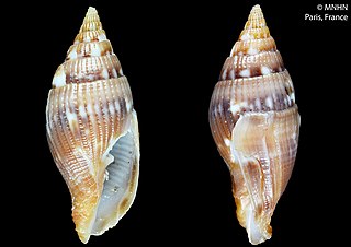 <i>Pusia jenyai</i> Species of gastropod